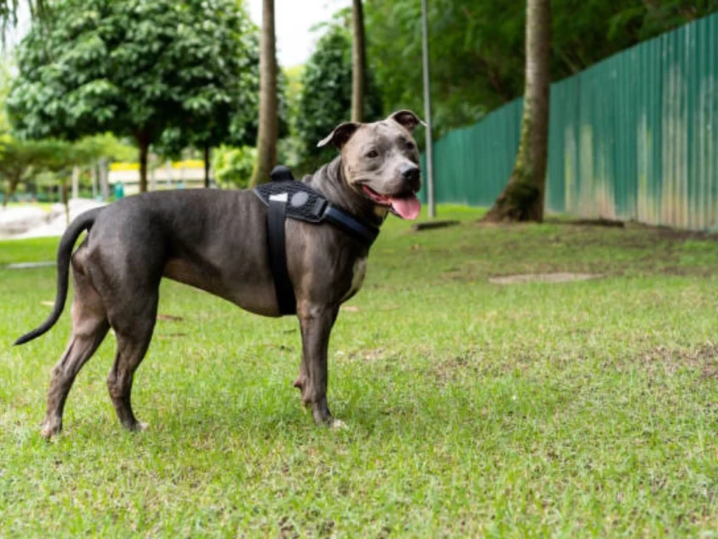 Can a Great Dane Be a Service Dog