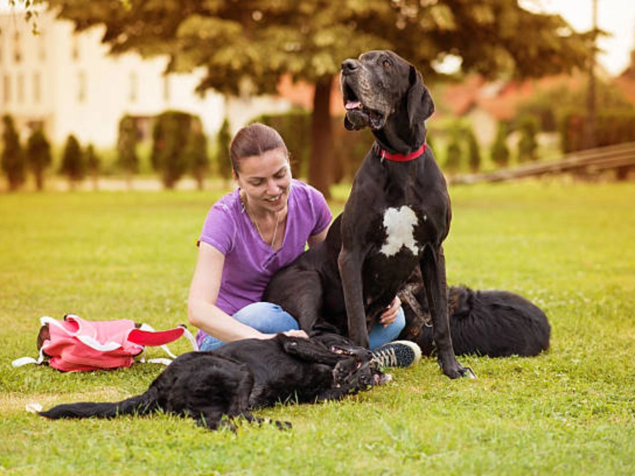 Can a Great Dane Be a Service Dog Unleashing the Truth