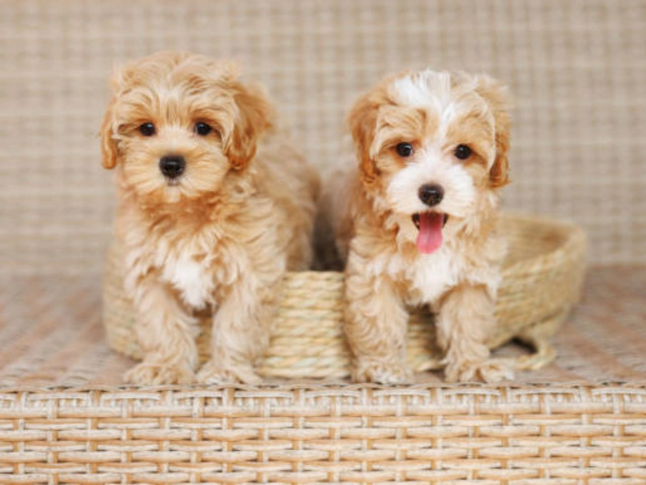 Chocolate Havanese Puppy Care Tips for a Happy Pup