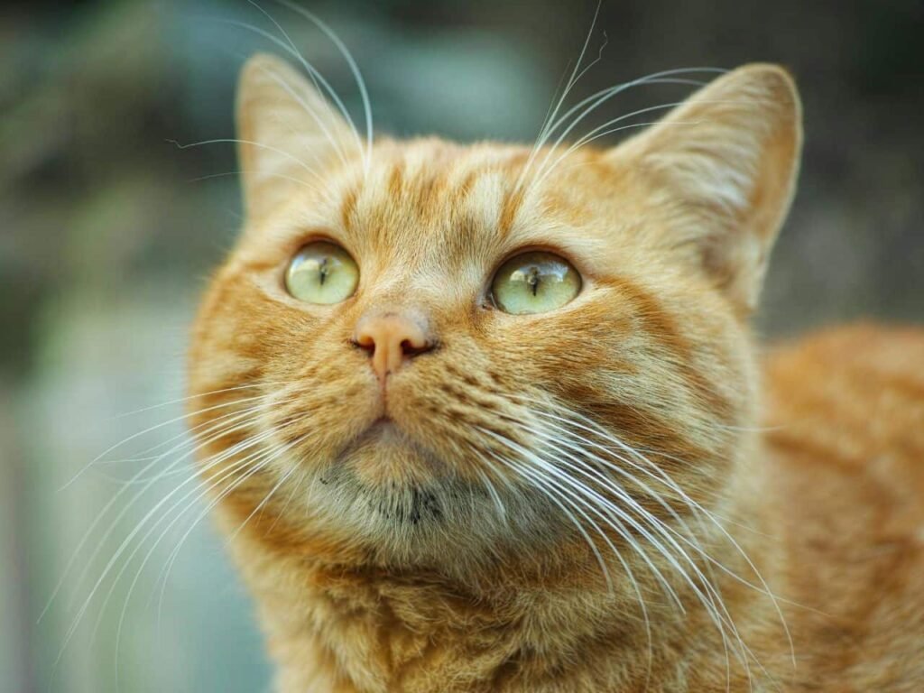 Colors of Abyssinian Cats