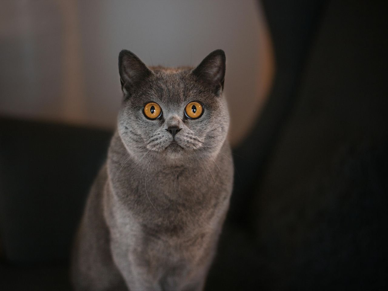 Colors of Abyssinian Cats