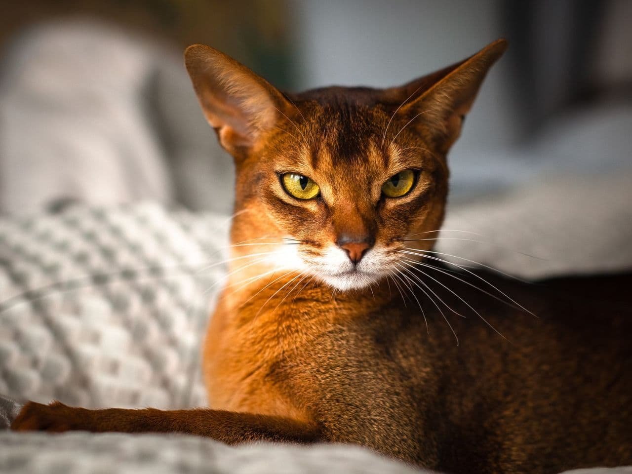 Colors of Abyssinian Cats