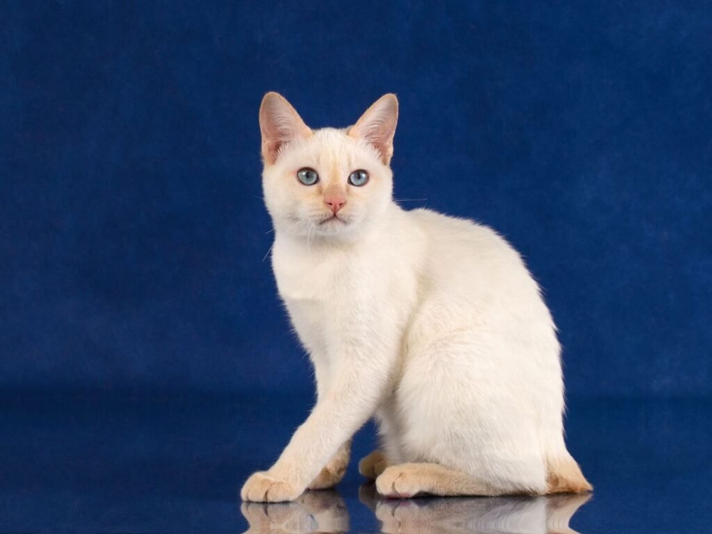 Cream Cat Breeds