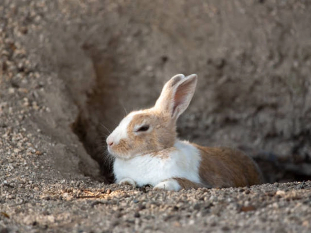 Do Rabbits Dig Under Fences Burrow-Proof Your Yard!