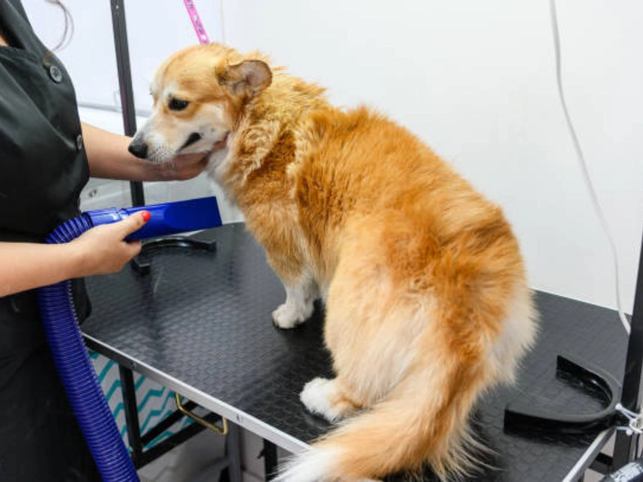 Do You Need a License to Groom Dogs complete guide