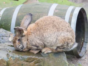 Flemish Giant Rabbit 