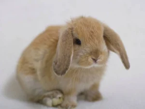 Floppy Eared Rabbit Breeds