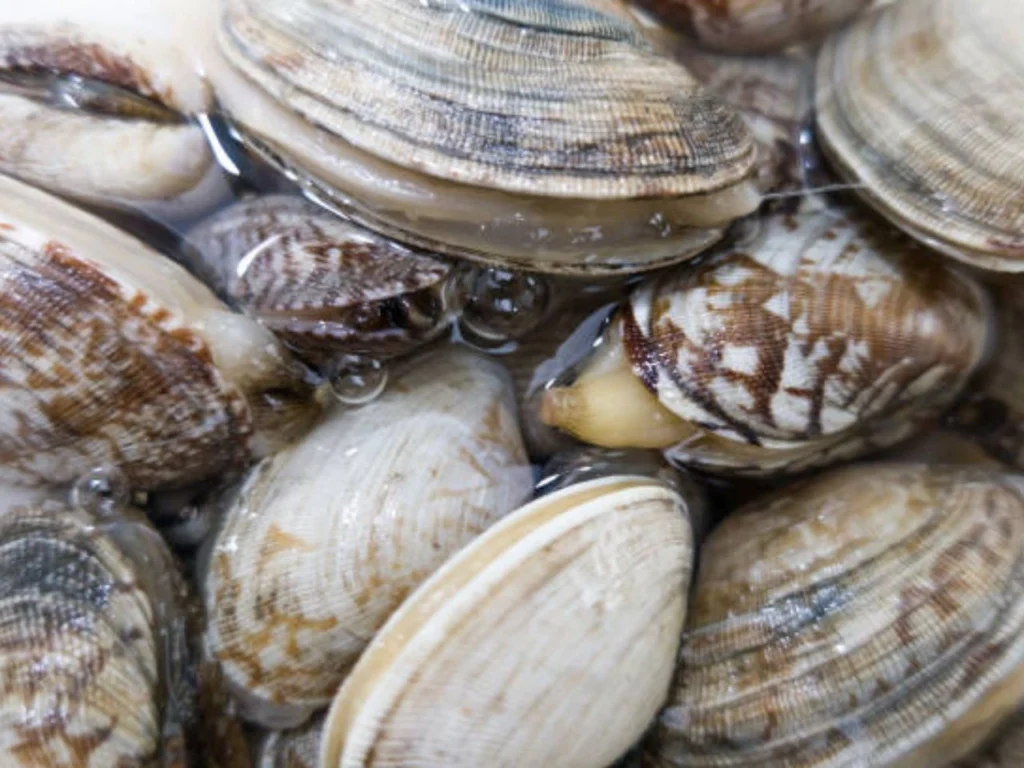 Fresh Water Clams for Aquarium