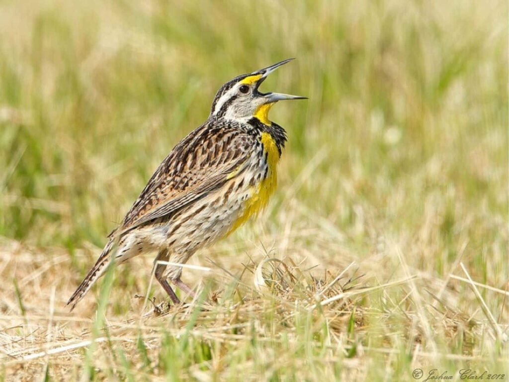 Grassland Birds