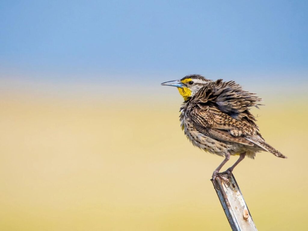 Grassland Birds