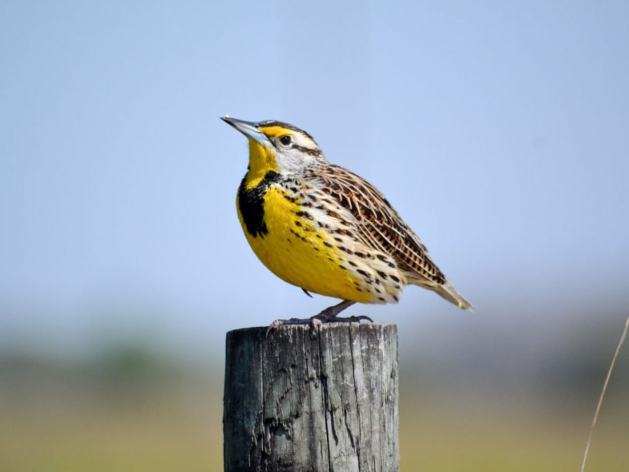 Grassland Birds