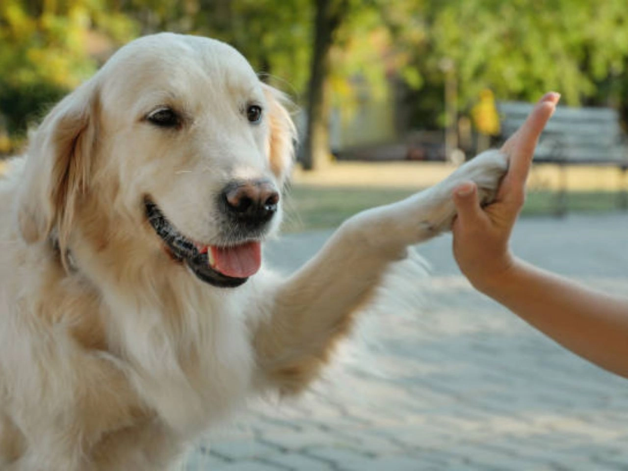 Hand Commands for Dogs Hand Signals