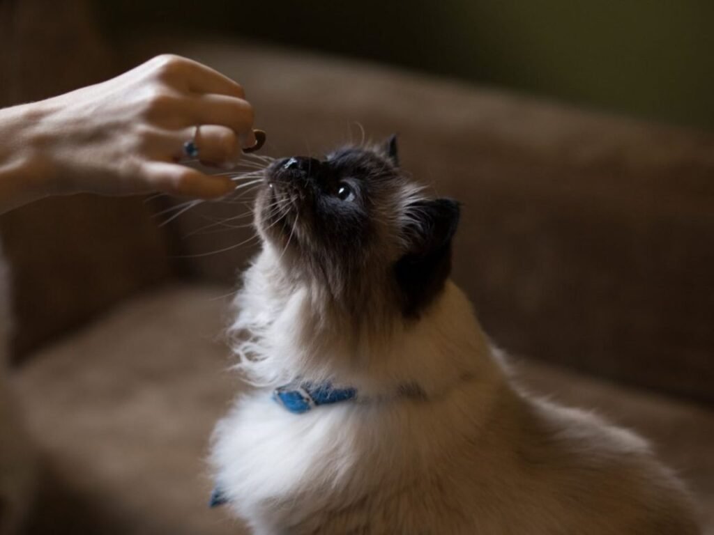 Himalayan Cat Breeder