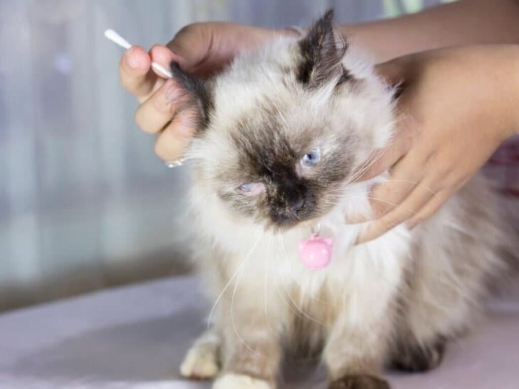 Himalayan Cat Breeder