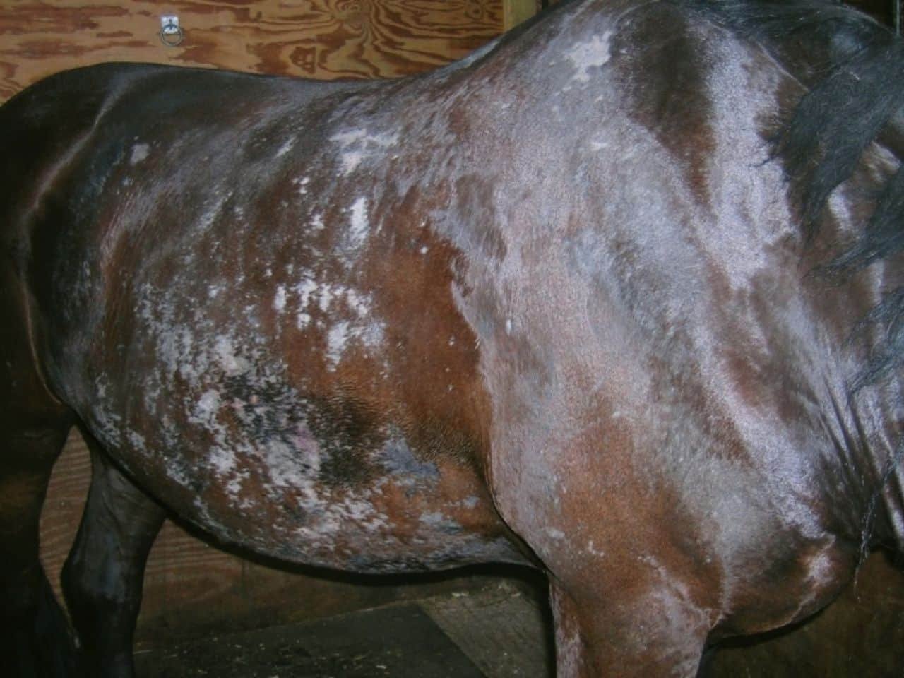 Horse Itchy Skin