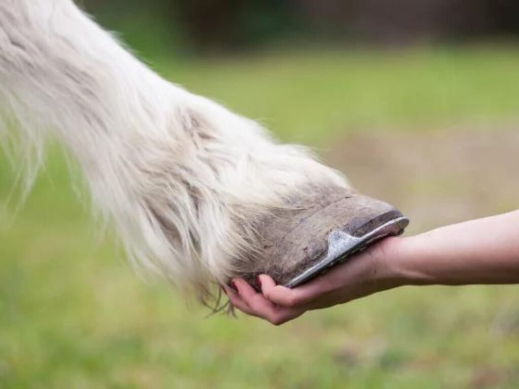 Horse Swollen Sheath Laminitis