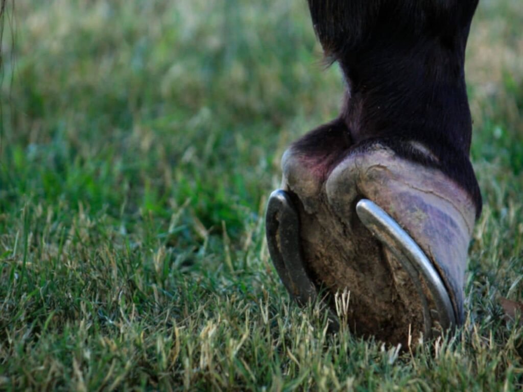 Horse Swollen Sheath Laminitis