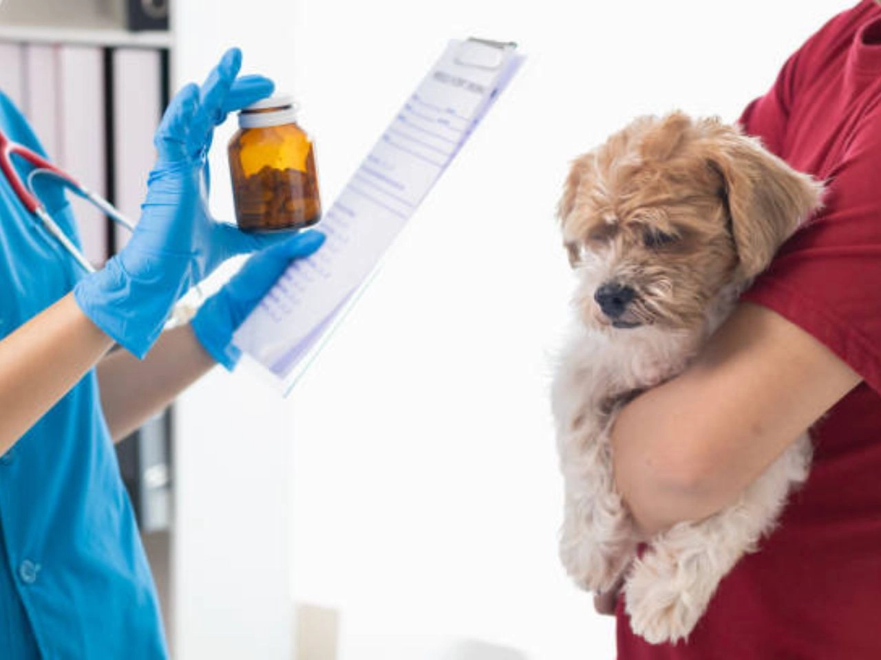 How Do I Get My Dog Vaccination Records Quick & Easy Guide