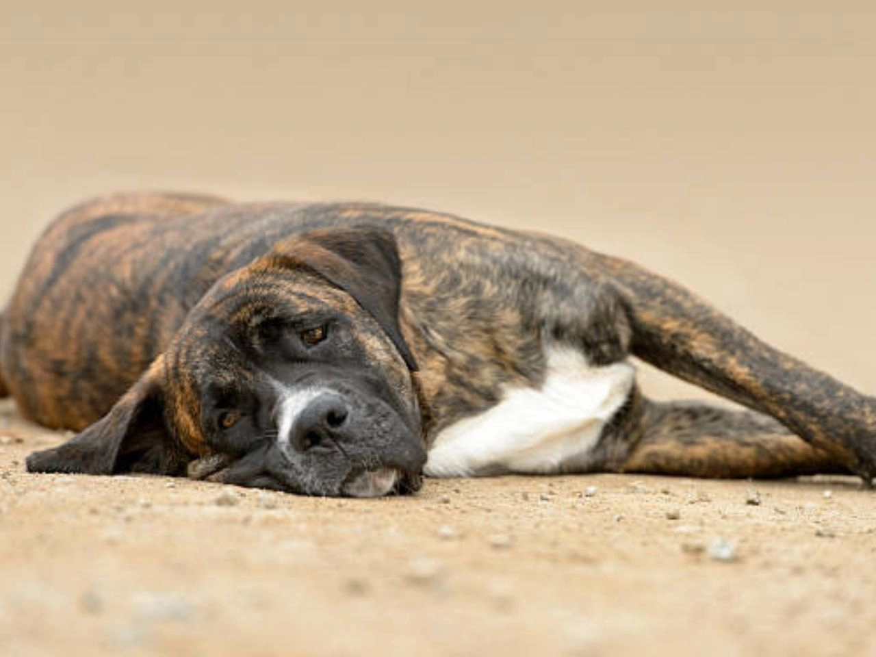 How Long are Boxer Dogs Pregnant