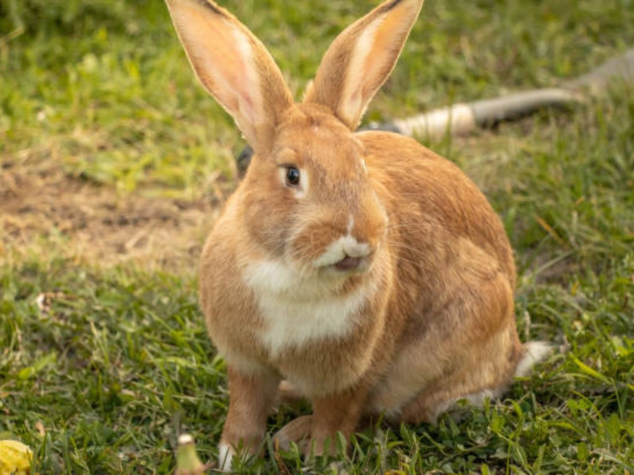 How Much is a Flemish Giant Rabbit Price Unveiled!