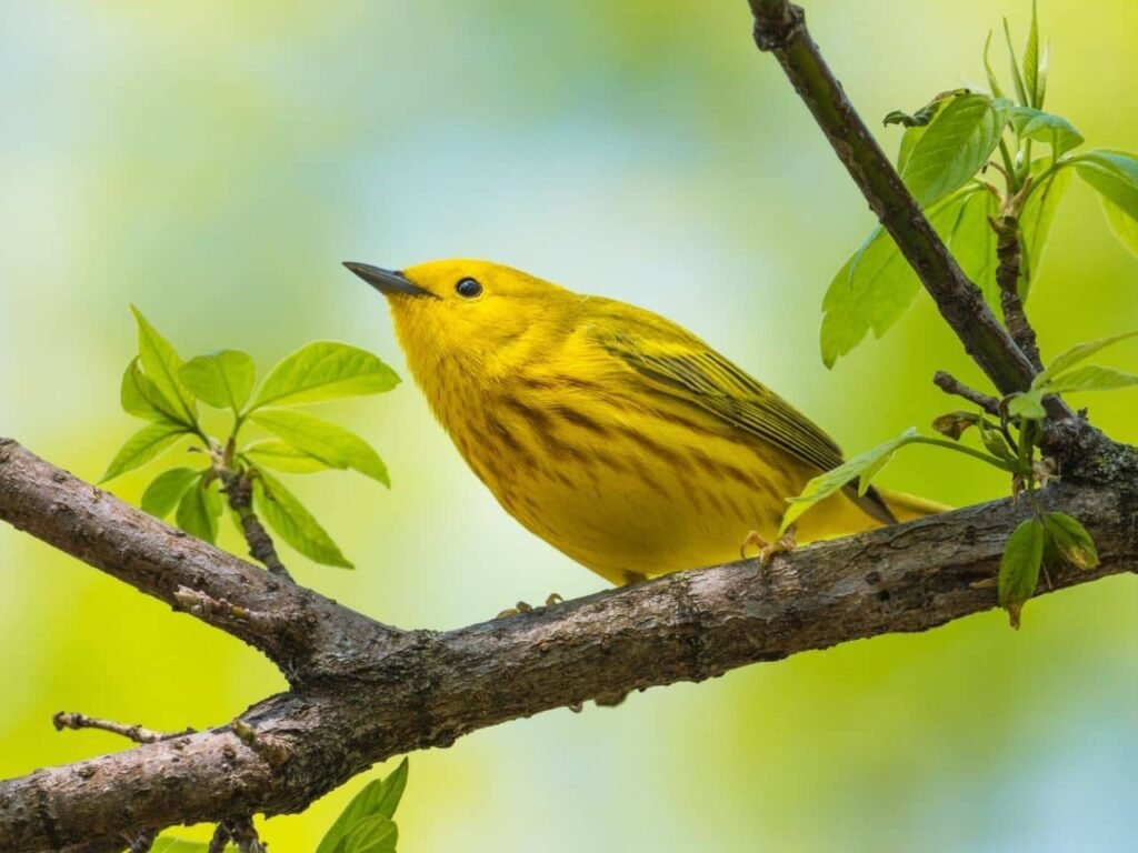 How to Attract Warblers