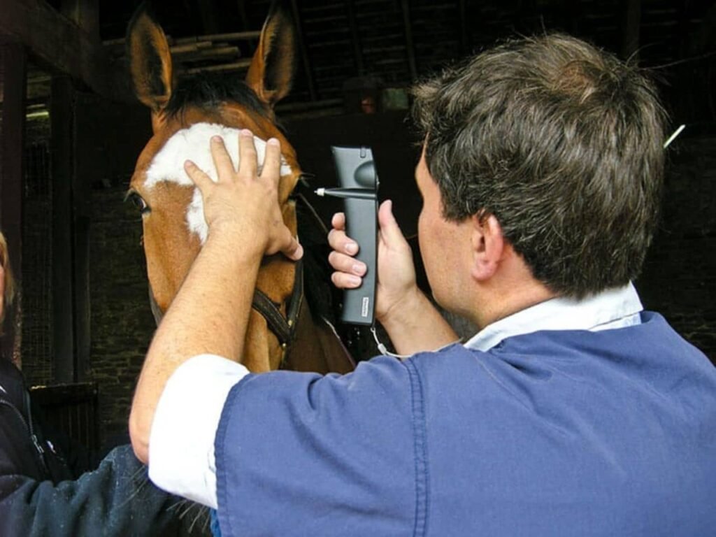 How to Treat a Horse Eye Injury