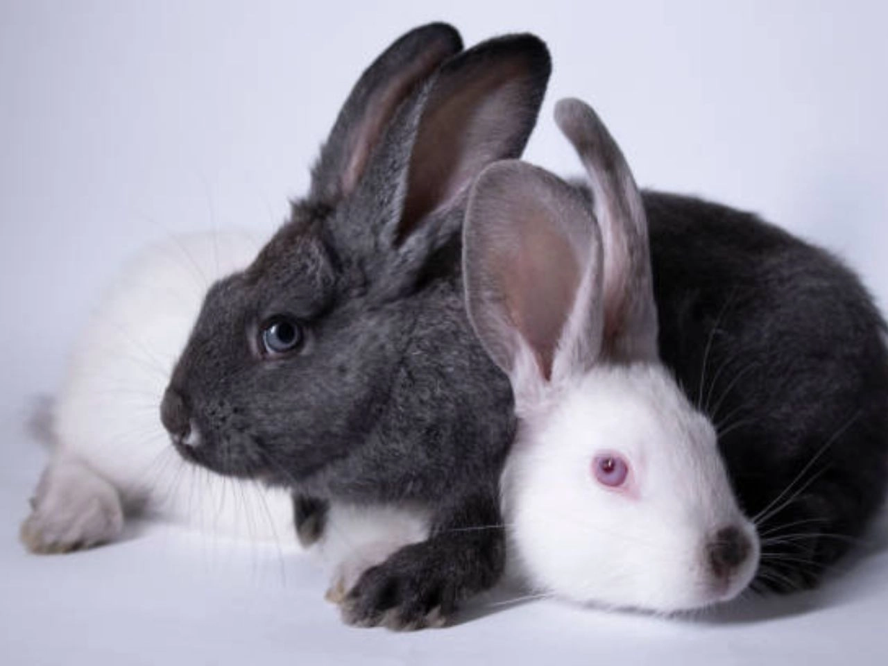 Hypoallergenic Rabbit Breeds