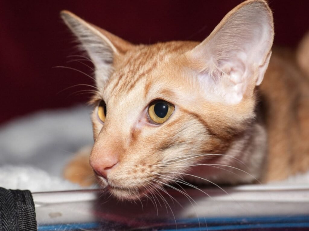 Javanese Cat Breeder