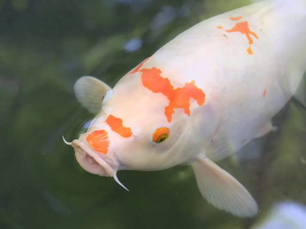 Koi Fish Fin Rot