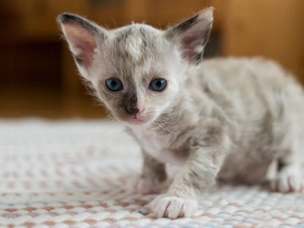 LaPerm Cat Breeders