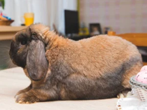 Large Rabbit Breeds for Pets