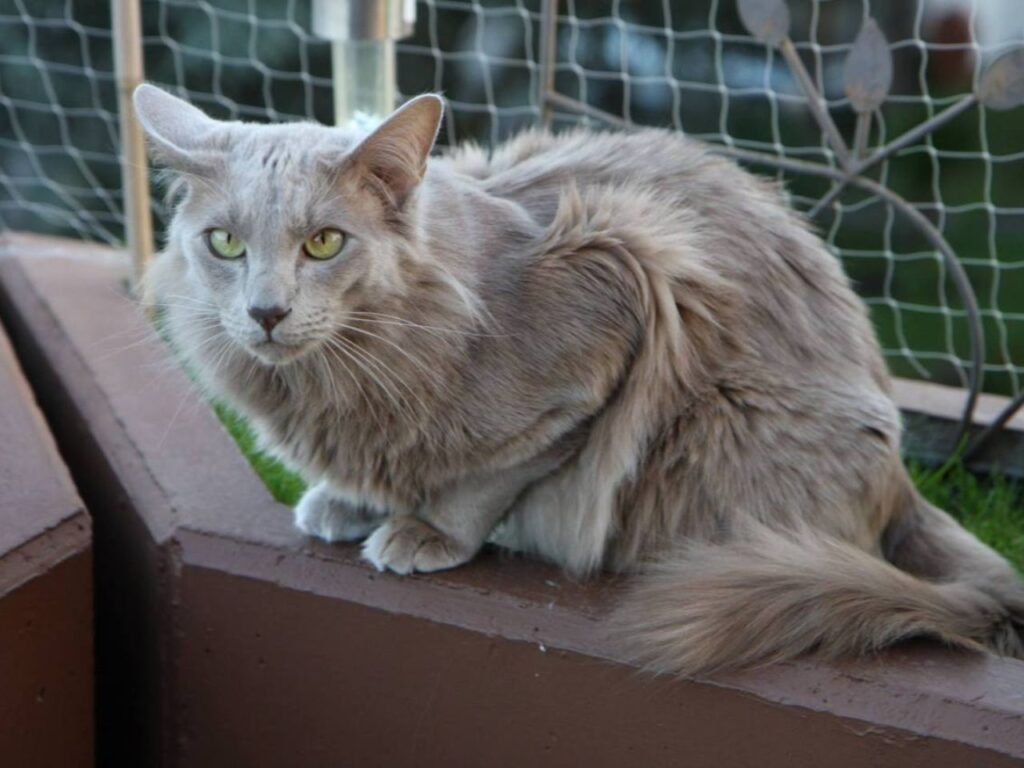 Lavender Cat Breed