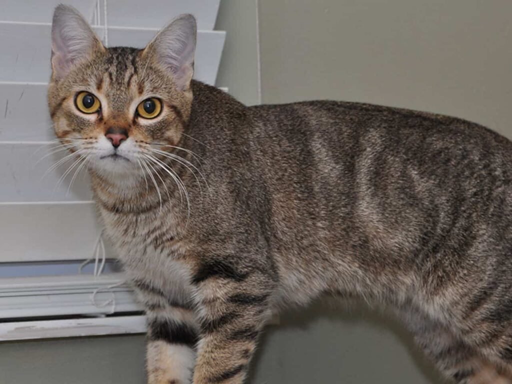 Manx Cat Breeder