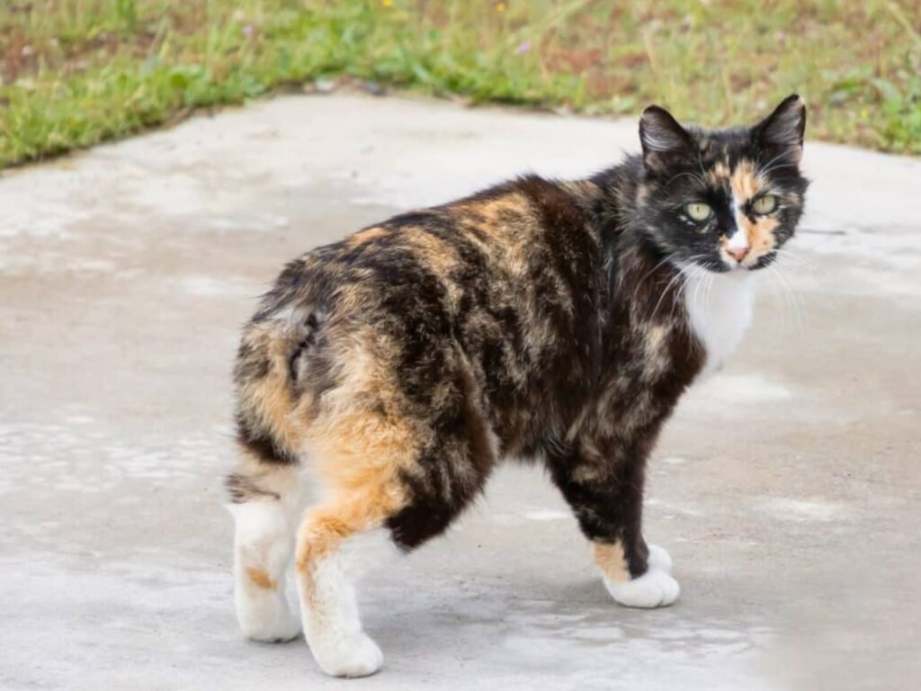 Manx Cat Breeder