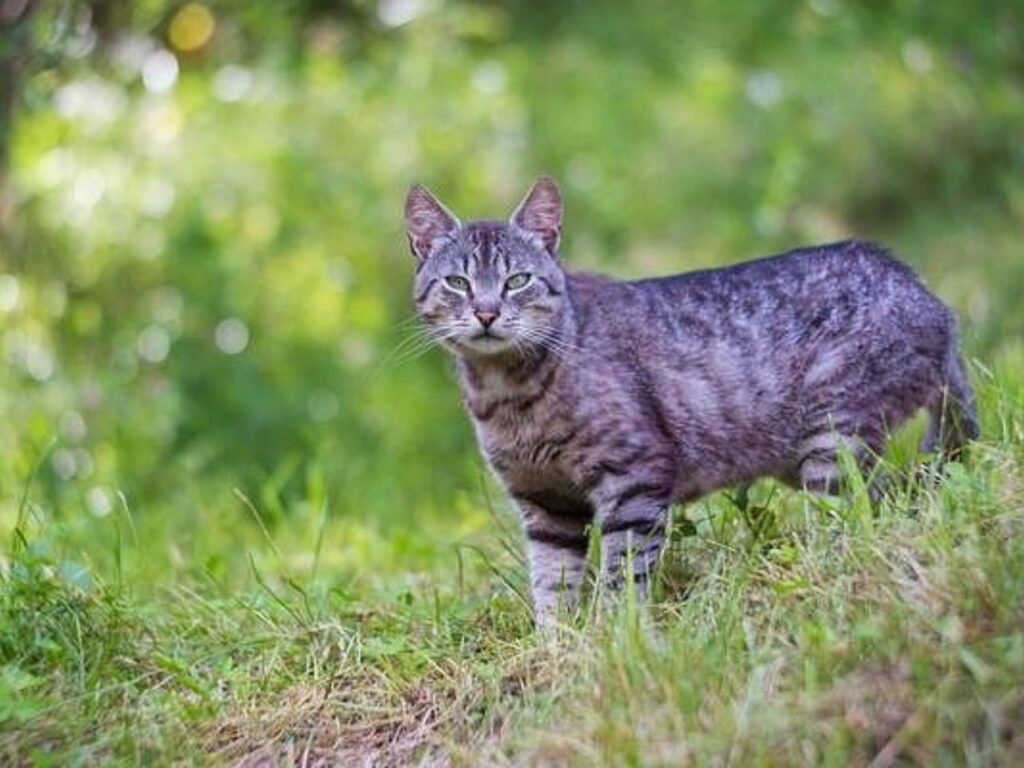 Manx Cat Breeder