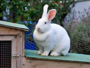 New Zealand Flemish Giant Mix Rabbits Size