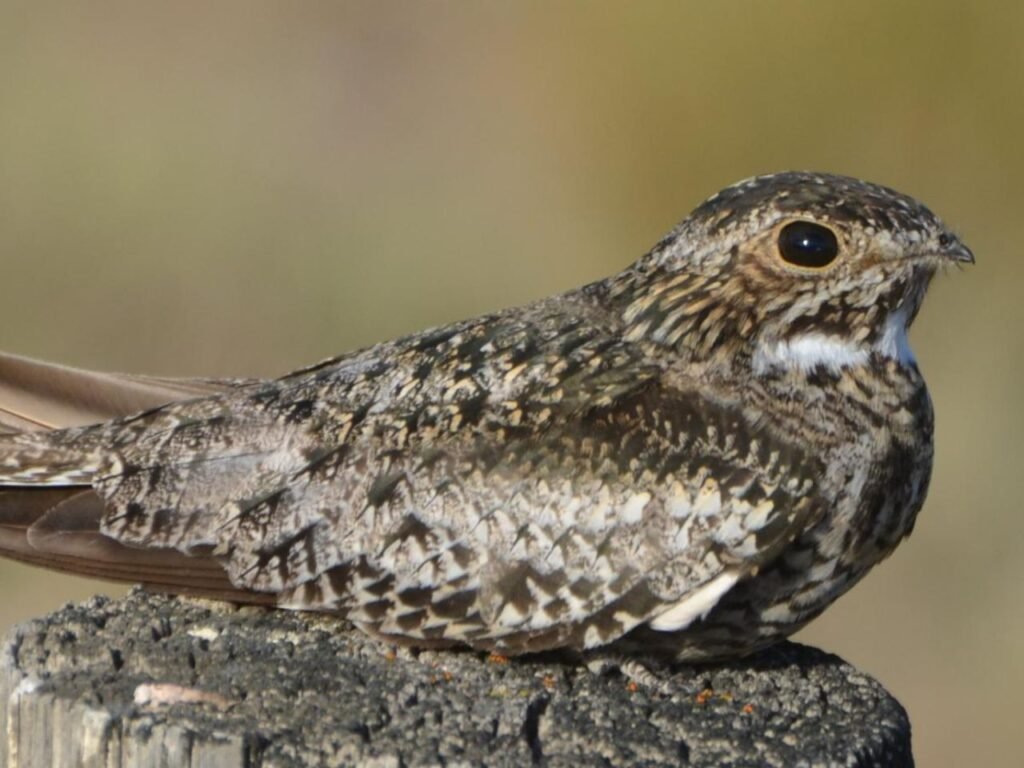 Nocturnal Forest Bird