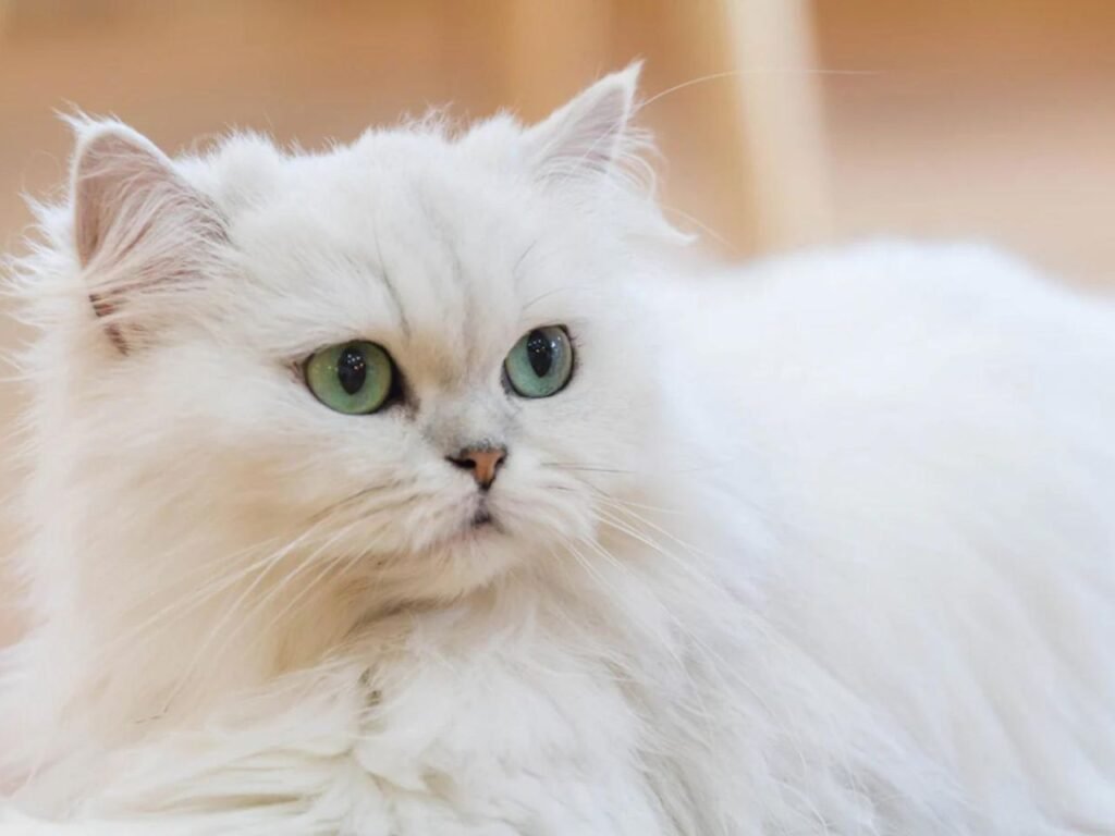 Persian Cat Breeding Color Chart