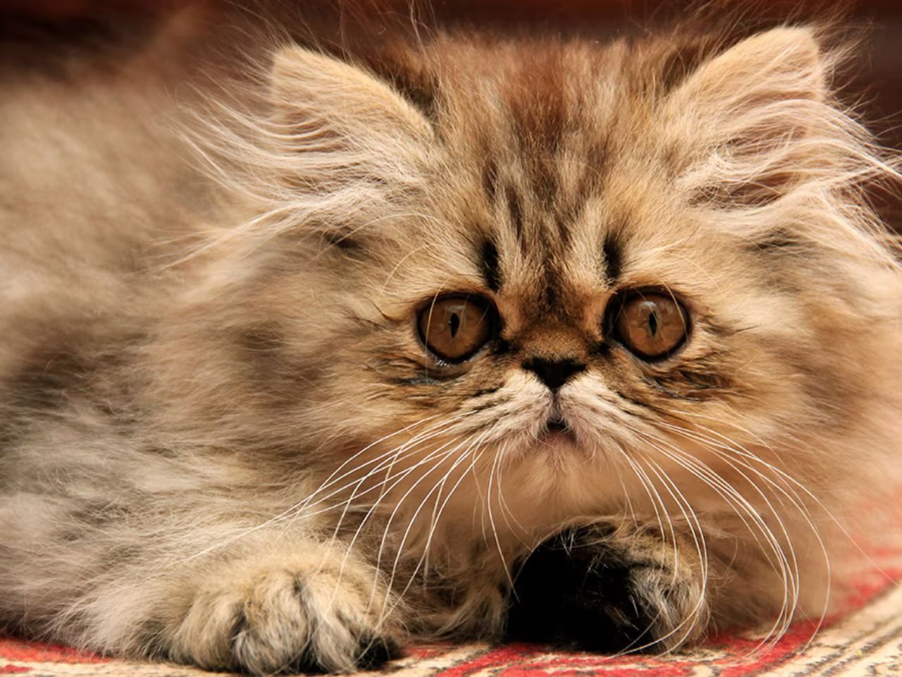 Persian Cat Breeding Color Chart