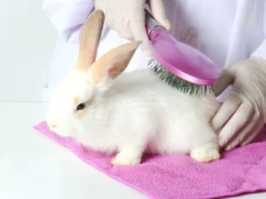 Professional Rabbit Grooming