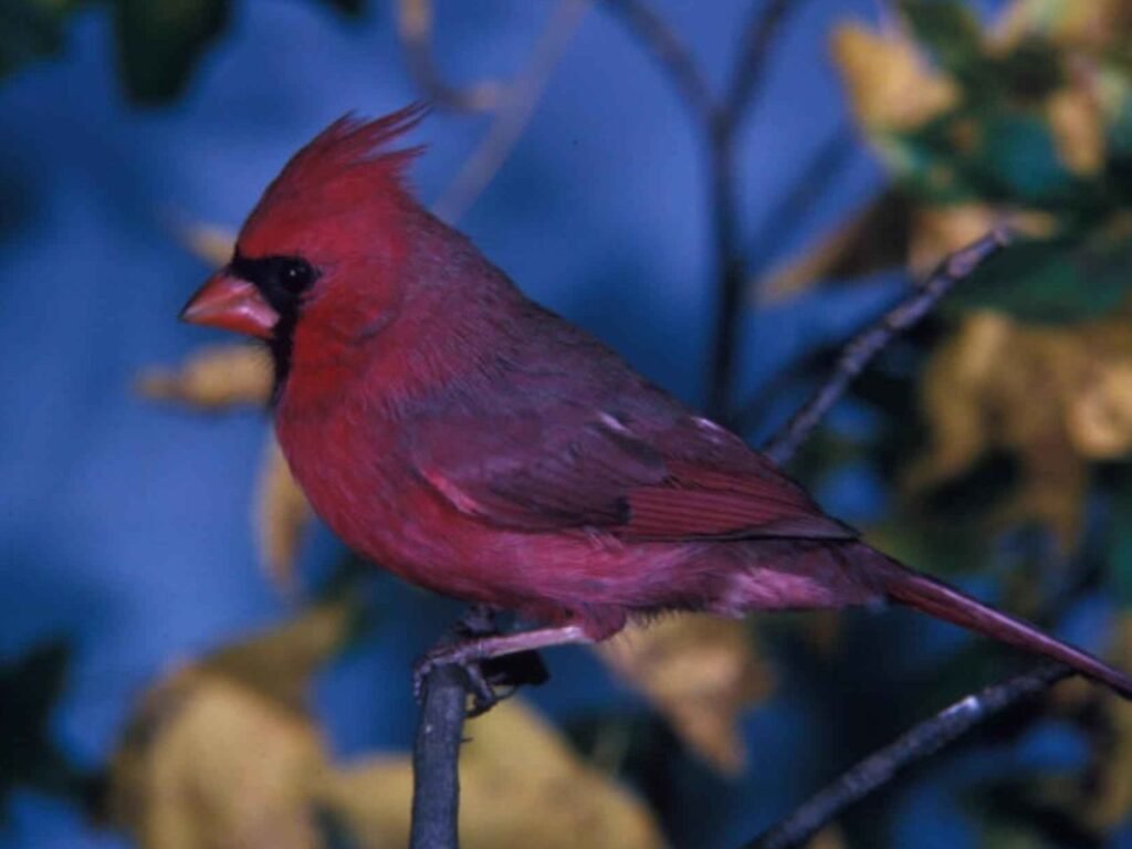 Purple Cardinal Bird