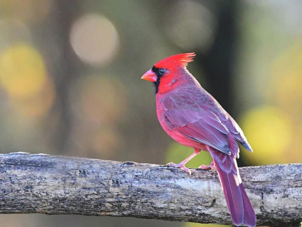 Purple Cardinal Bird