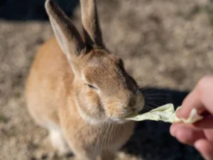 Rabbits are popular pets