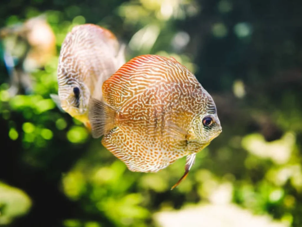 Rare Discus Fish 