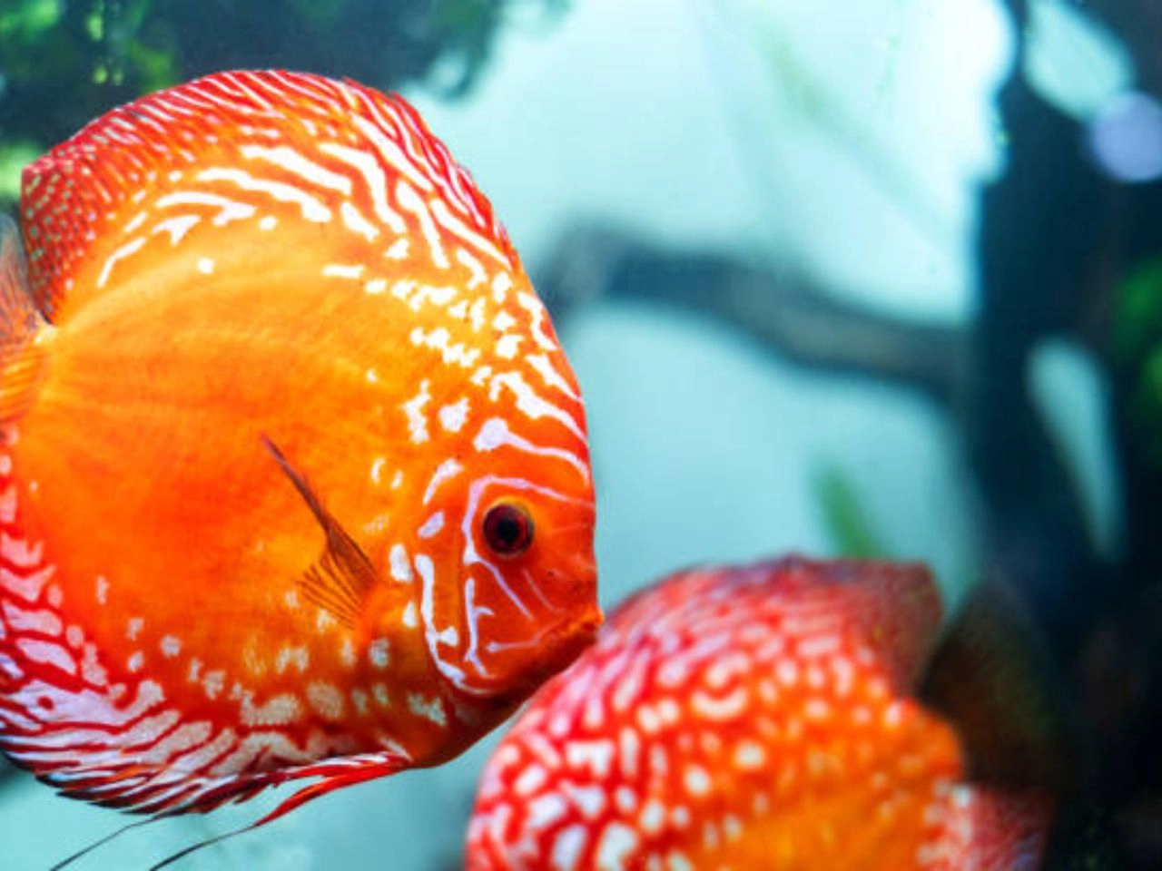 Rare Discus Fish Aquarium Care