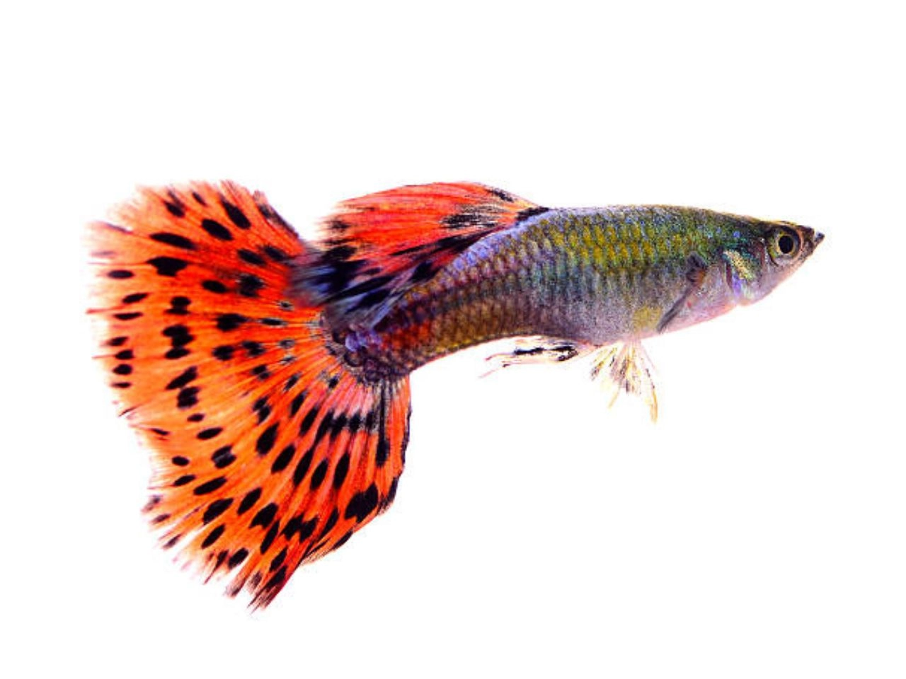 Red Guppy Fish Care A Guide To