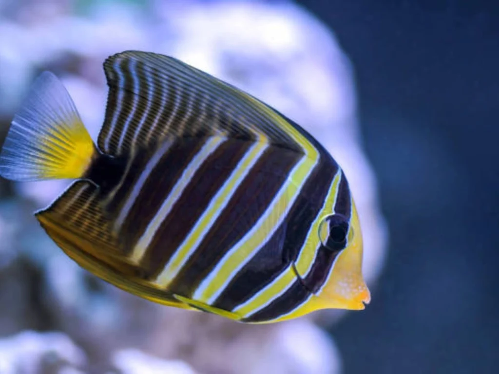 Regal Angelfish Care