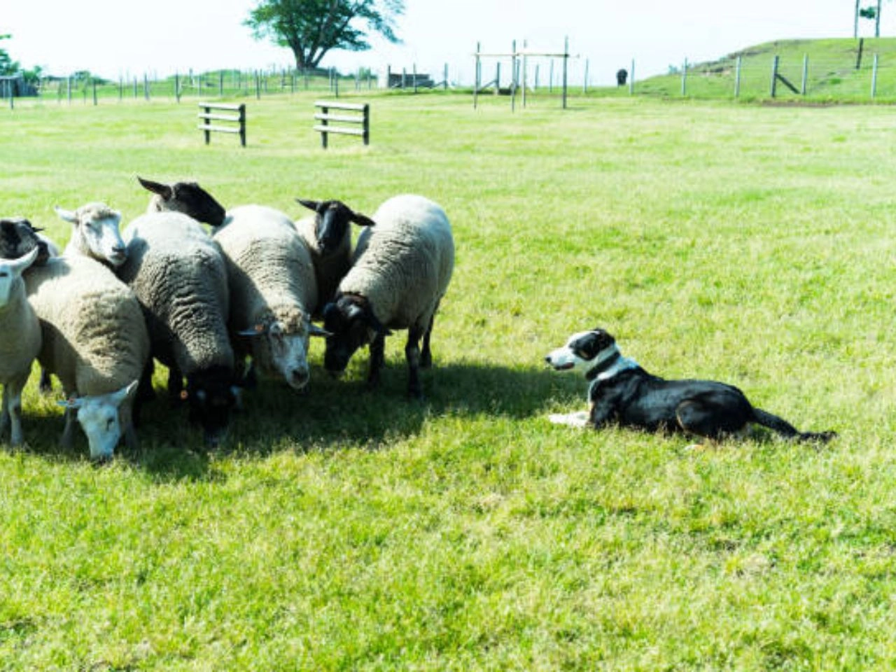 Sheep Herding Dog Commands dog training