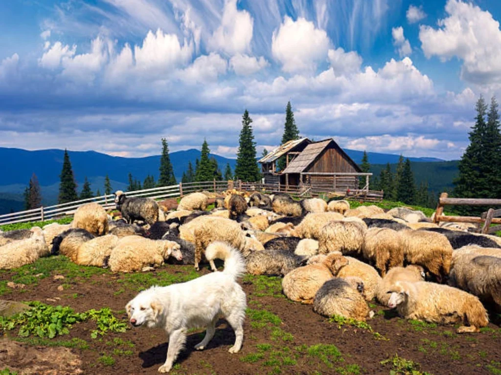 Sheep herding dogs