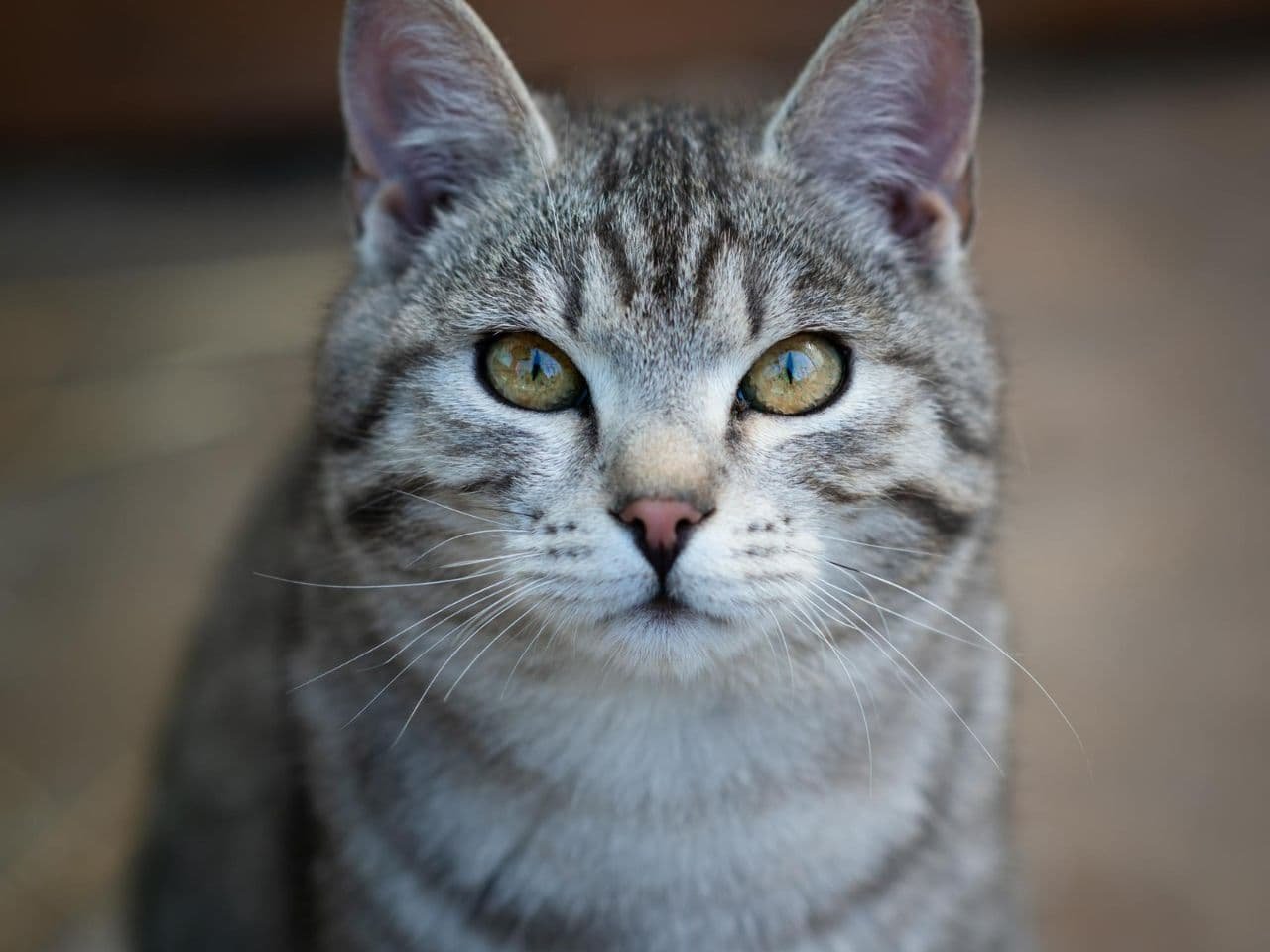 Silver Grey Abyssinian Cat